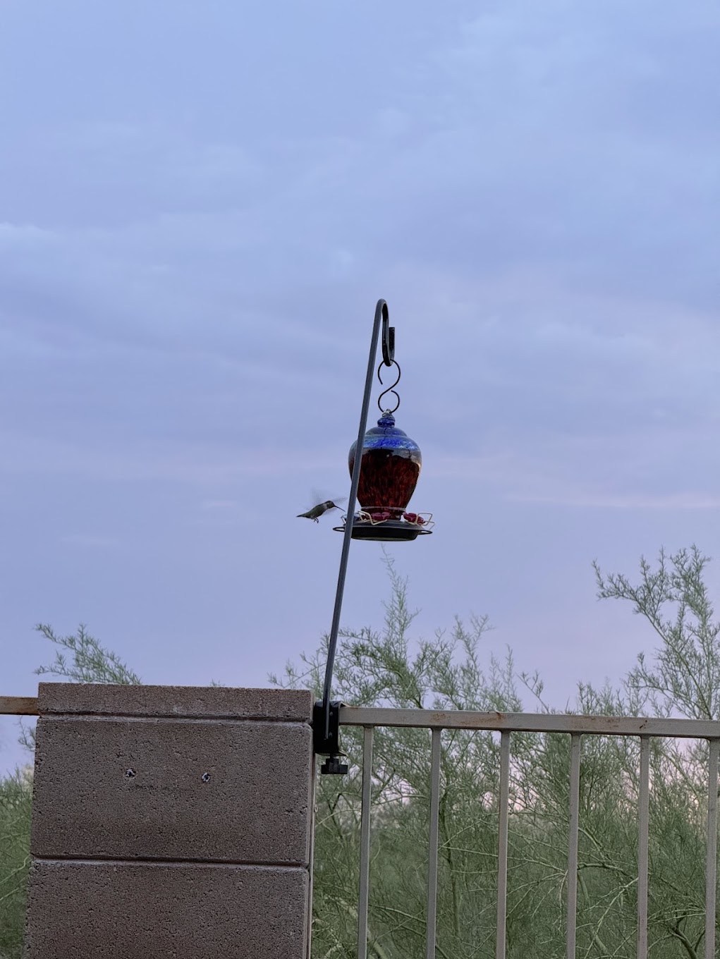 Hummingbird at a backyard feeder in Tucson