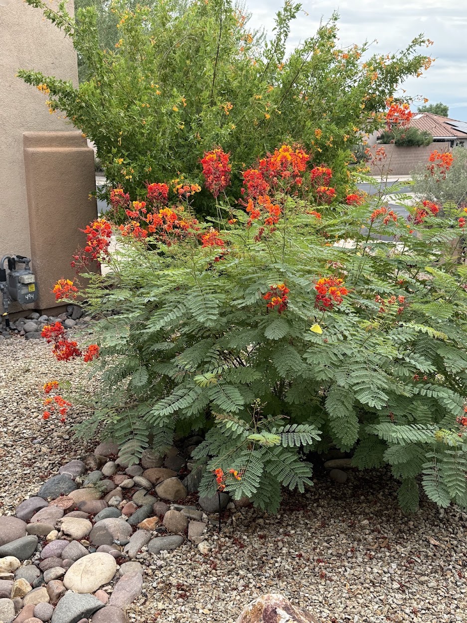 Orange and red flowers blooming in a Tucson yard