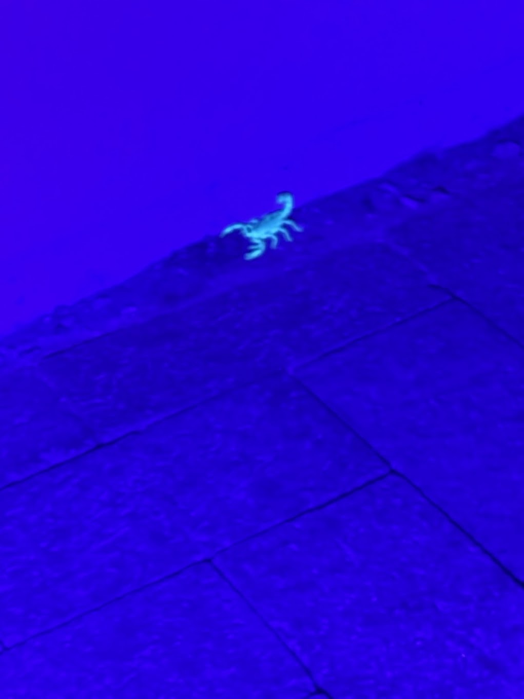 Scorpion glowing electric blue under a blacklight on a Tucson patio