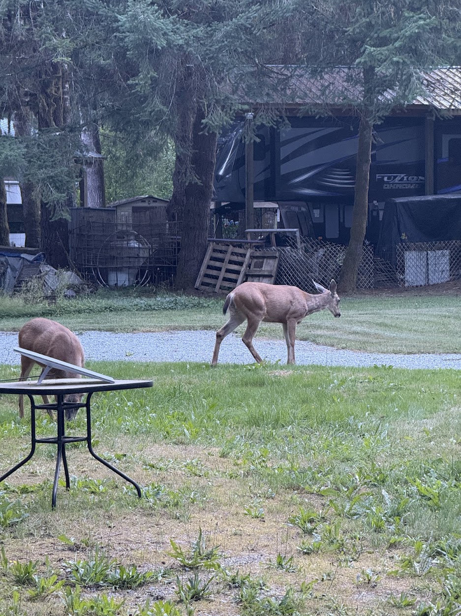 Starlink dish resting on a table at our Lake Tyee cabin, with deer beyond it.